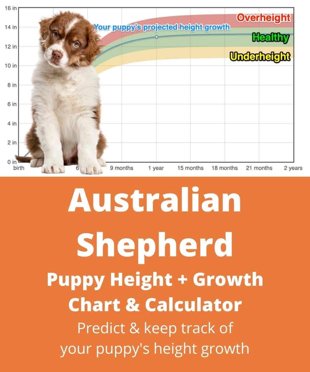 Australian Shepherd Height+Growth Chart How Tall Will My Australian